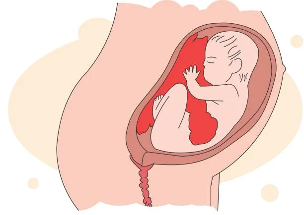 Baby Is in a Breech or Transverse Position - drpallavichauhan Illustration of a fetus curled inside the uterus during pregnancy, surrounded by the amniotic sac.