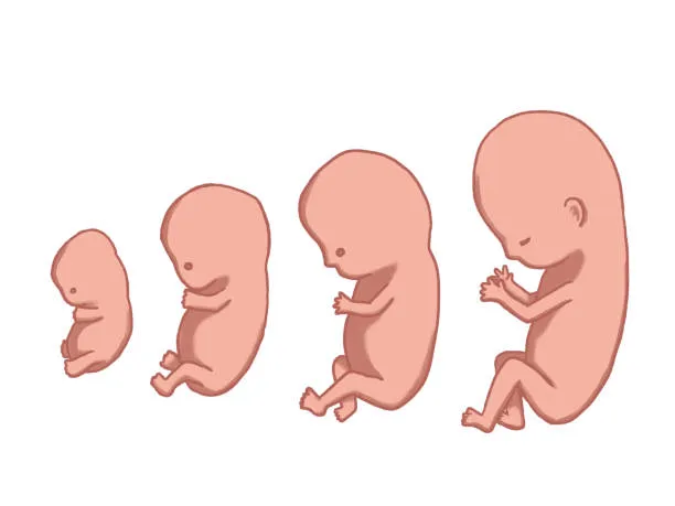 Fetal Growth Concerns - drpallavichauhan Four pink cartoon fetuses at increasing sizes, illustrating early to later stages of pregnancy, arranged from left to right.